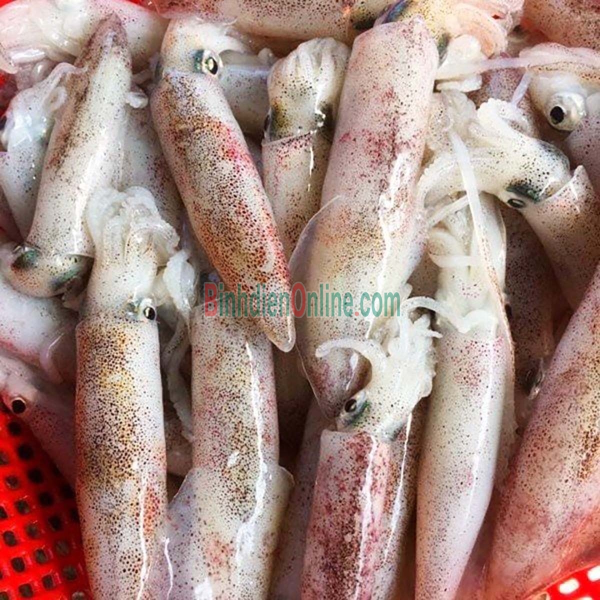 Mực ống câu tươi ngon đặc biệt 6-8 con/kg Xuất xứ Kiên Giang