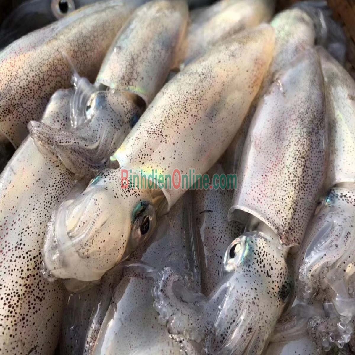 Mực ống câu tươi ngon đặc biệt 5-6 con/kg Xuất xứ Cà Mau