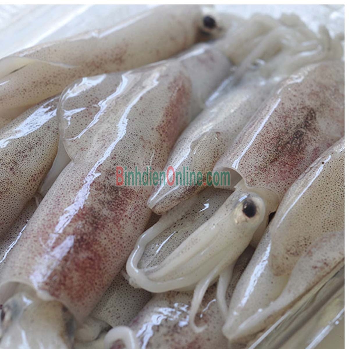 Mực ống tươi mới từ thiên nhiên 9-12 con/kg Xuất xứ Bình Thuận