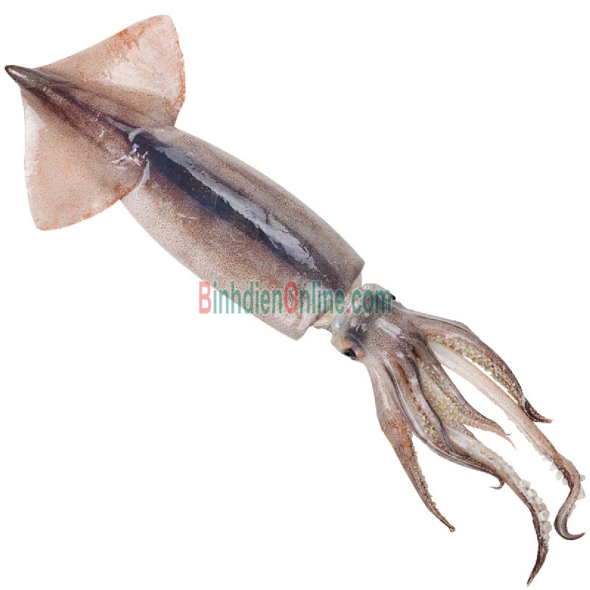 Mực ống câu loại 1, vừa đánh bắt 500-700 gr/con Xuất xứ Kiên Giang