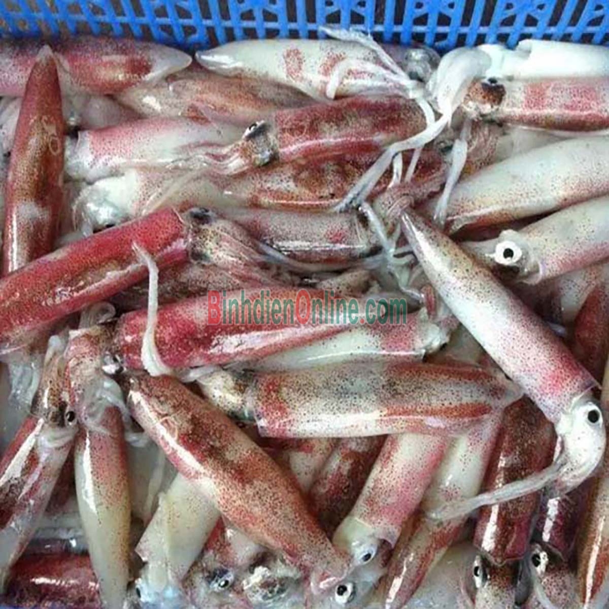 Mực trứng tươi sống ngon chất lượng 10-15 con/kg Xuất xứ Cà Mau