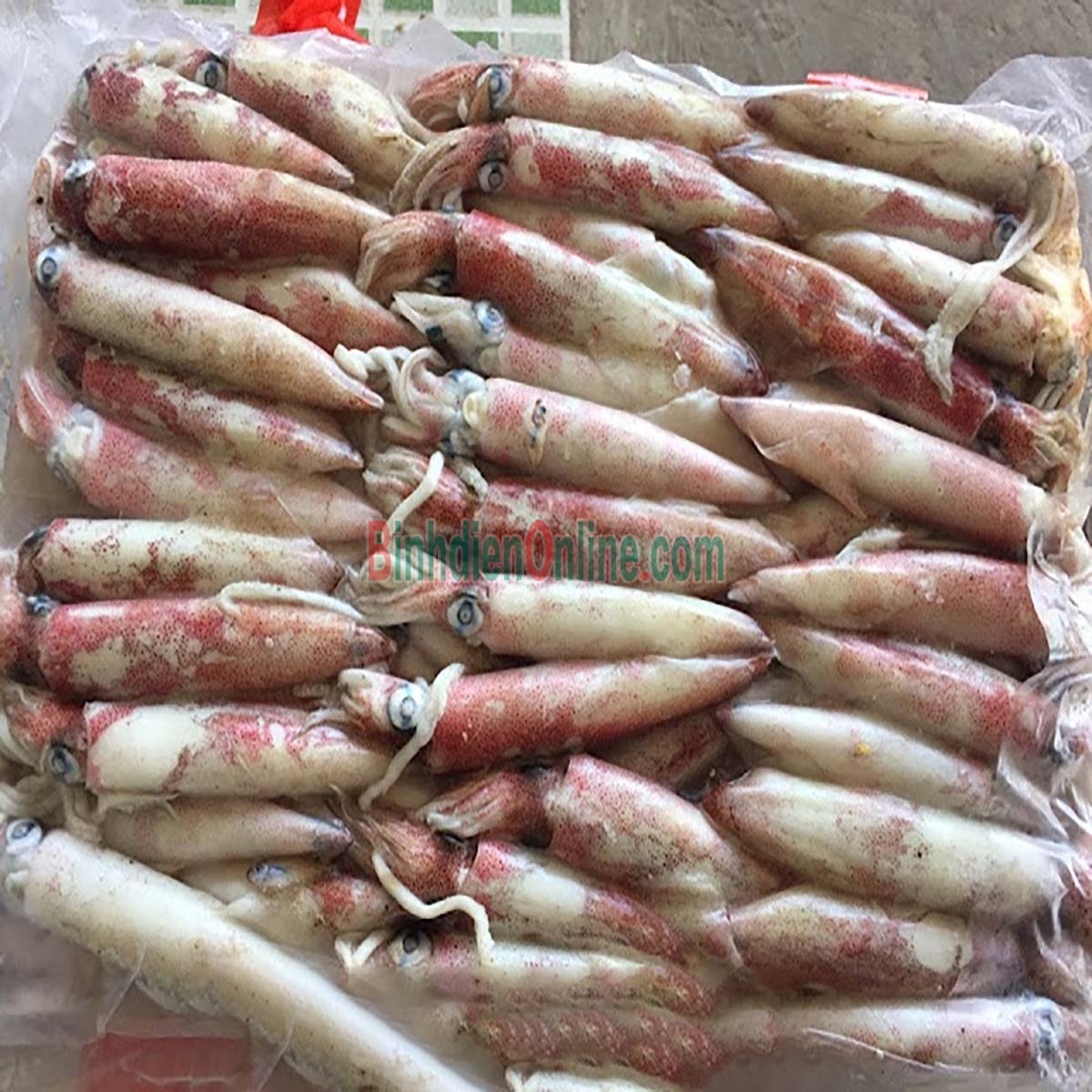 Mực trứng tươi sống ngon chất lượng 30-40 con/kg Xuất xứ Cà Mau