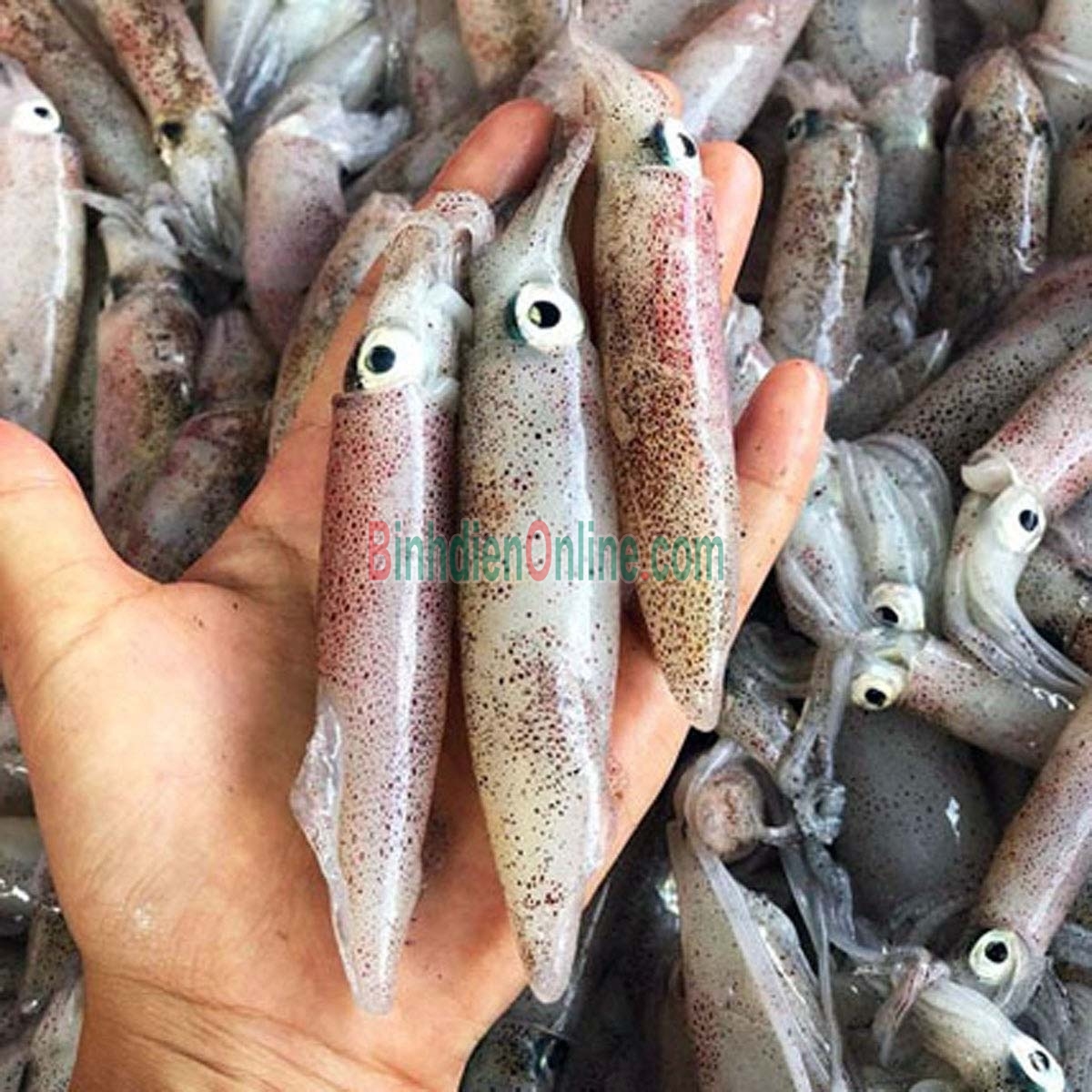 Mực trứng câu tươi sống giá tốt 15-20 con/kg Xuất xứ Bình Thuận