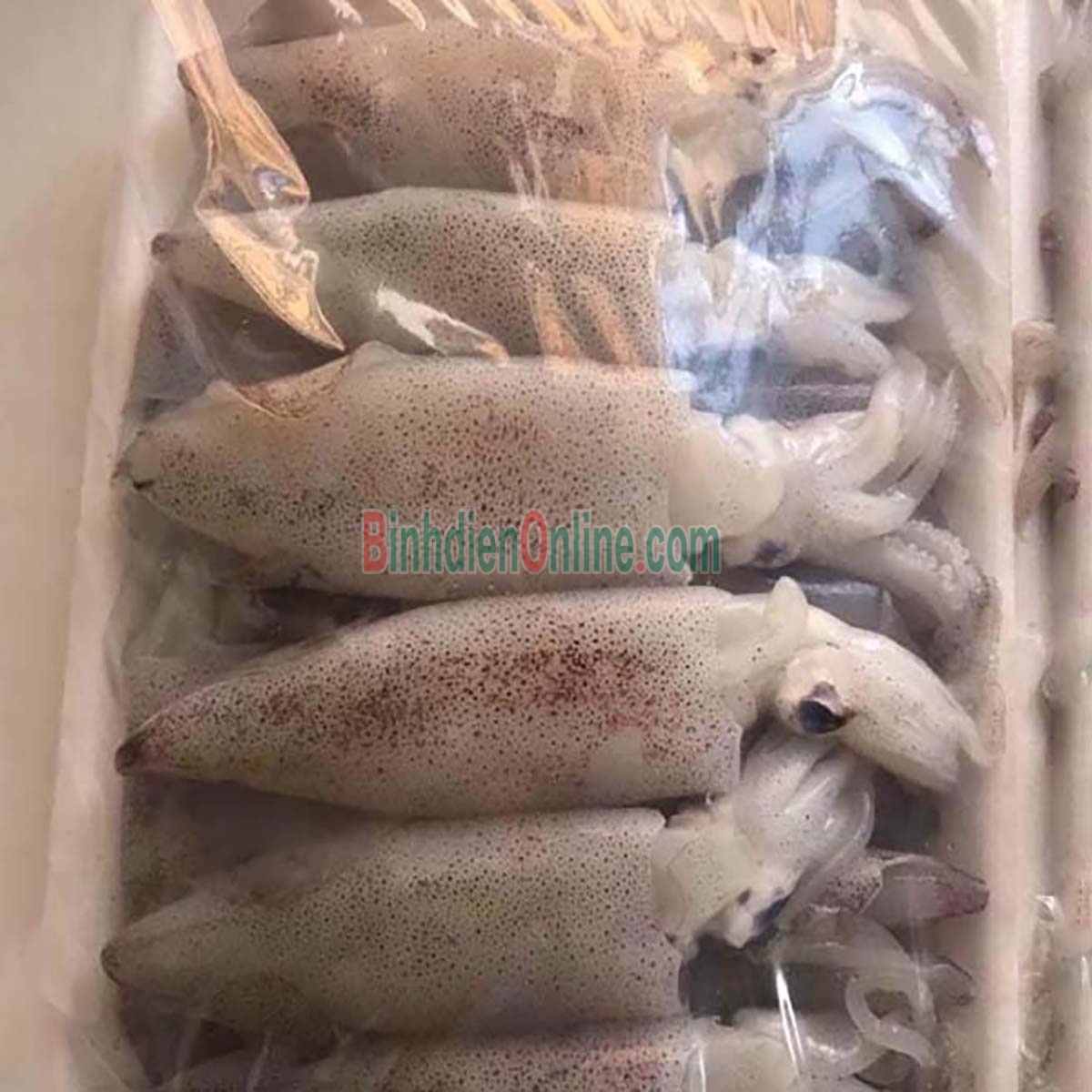 Mực trứng tươi sống ngon chất lượng 8-10 con/kg Xuất xứ Bình Thuận