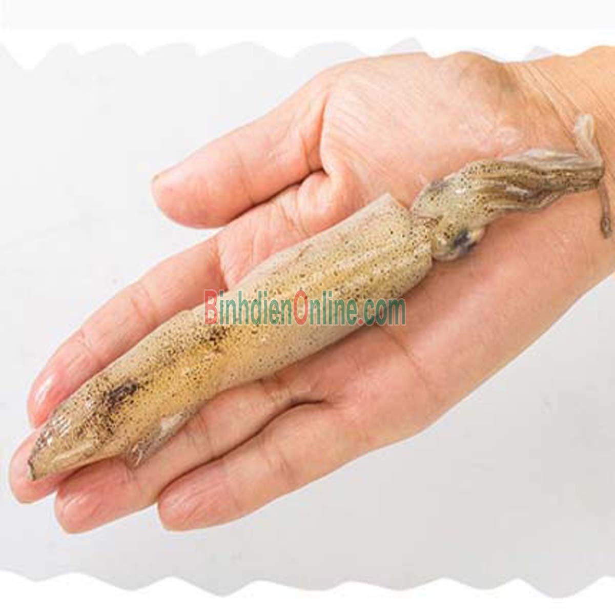 Mực trứng tươi sống ngon bổ dưỡng 10-15 con/kg Xuất xứ Cà Mau