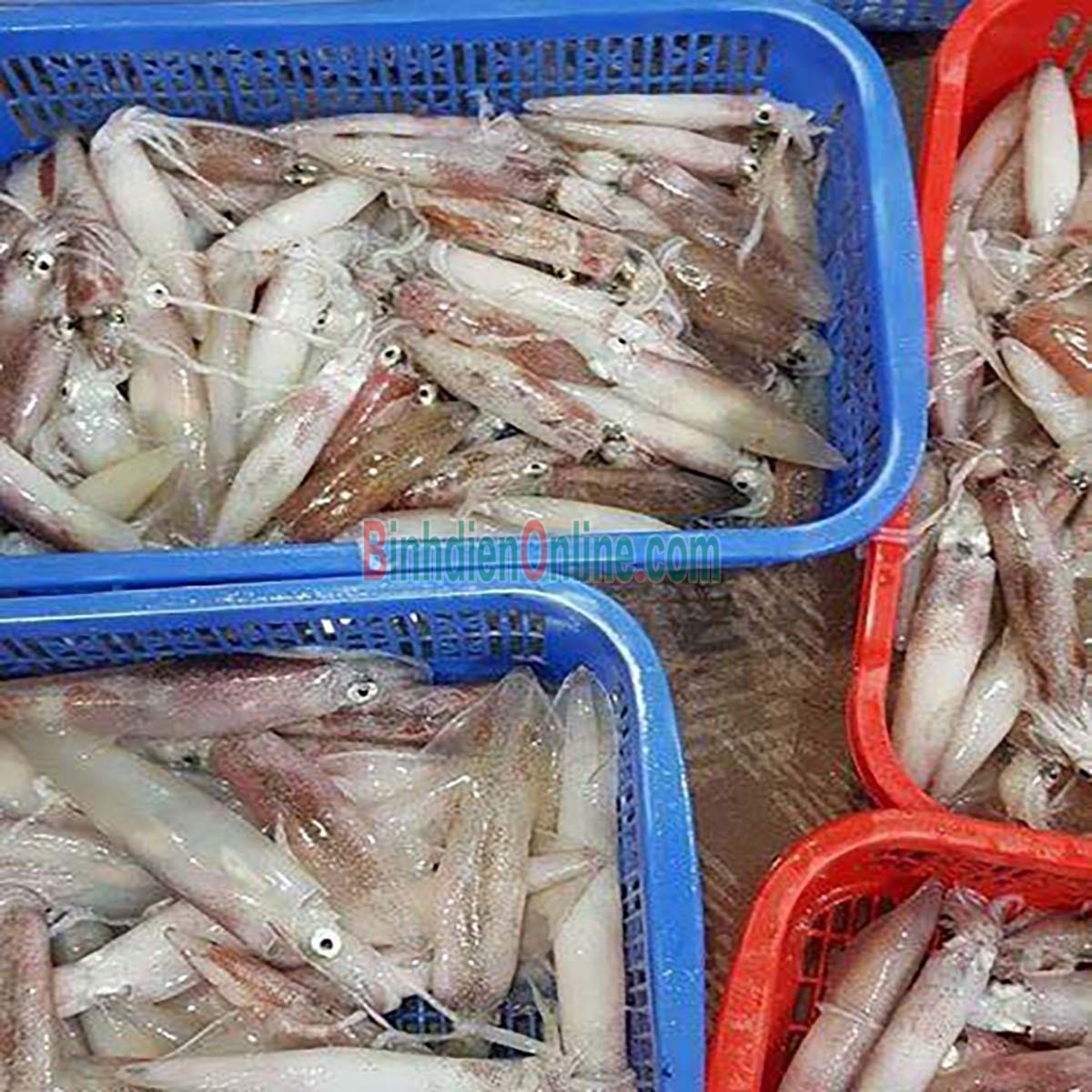 Mực trứng câu tươi sống loại 1 30-40 con/kg Xuất xứ Vũng Tàu