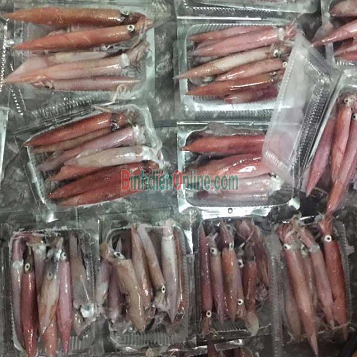 Mực trứng câu tươi sống giá tốt 30-40 con/kg Xuất xứ Vũng Tàu