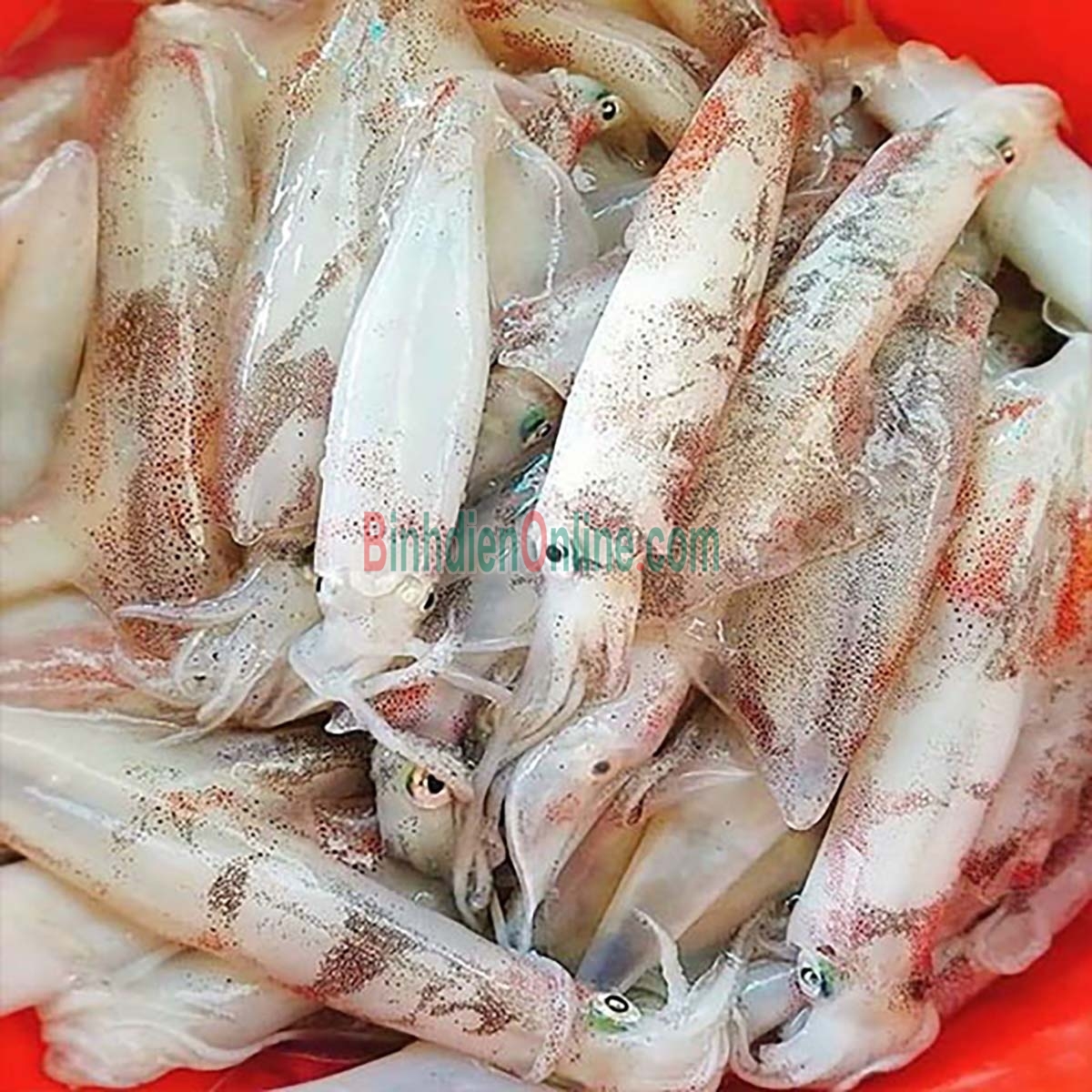 Mực trứng tươi sống ngon bổ dưỡng 8-10 con/kg Xuất xứ Cà Mau