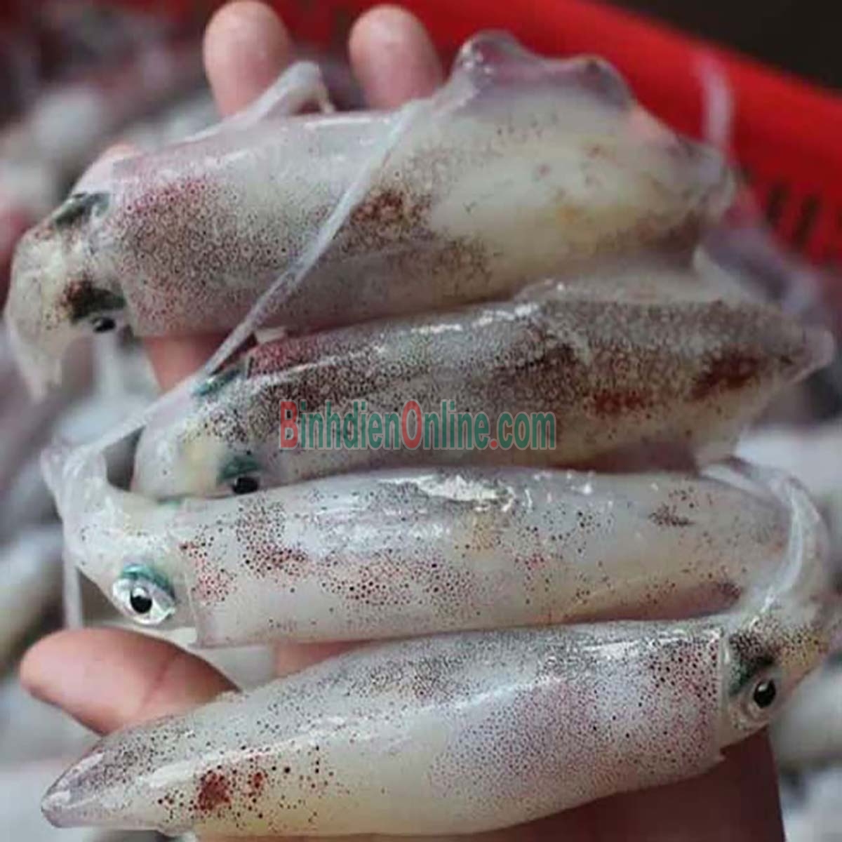 Mực trứng tươi sống ngon bổ dưỡng 20-30 con/kg Xuất xứ Kiên Giang