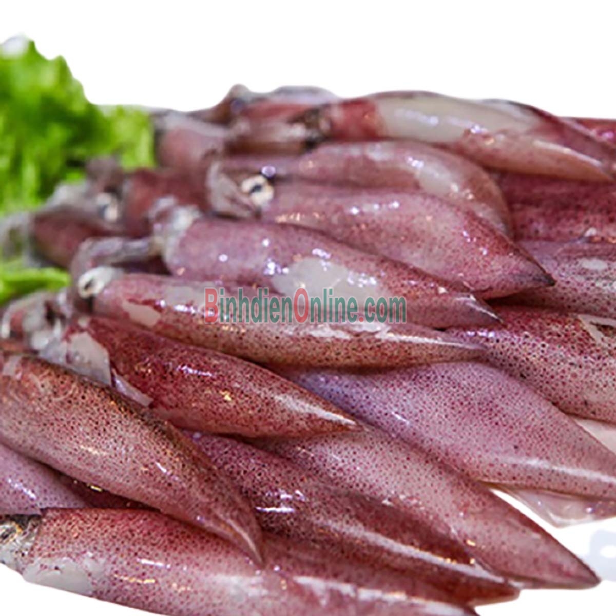 Mực trứng câu tươi sống giá tốt 15-20 con/kg Xuất xứ Kiên Giang