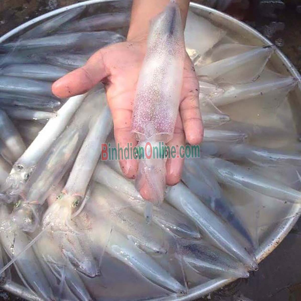 Mực trứng câu tươi sống loại 1 8-10 con/kg Xuất xứ Vũng Tàu