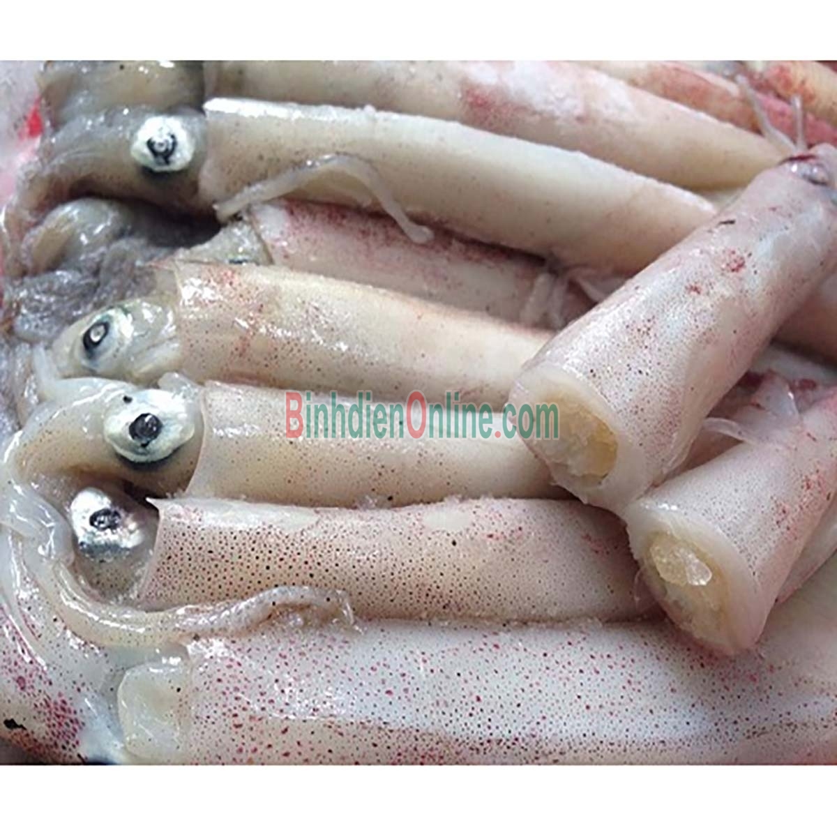 Mực trứng câu tươi sống loại 1 15-20 con/kg Xuất xứ Khánh Hòa