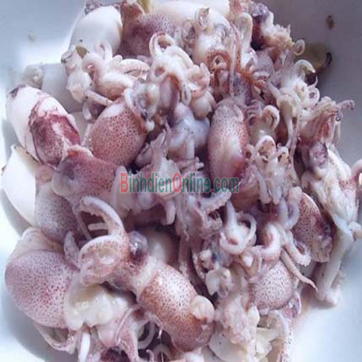 Mực sim tươi sống bổ dưỡng Loại trung Xuất xứ Nghệ An