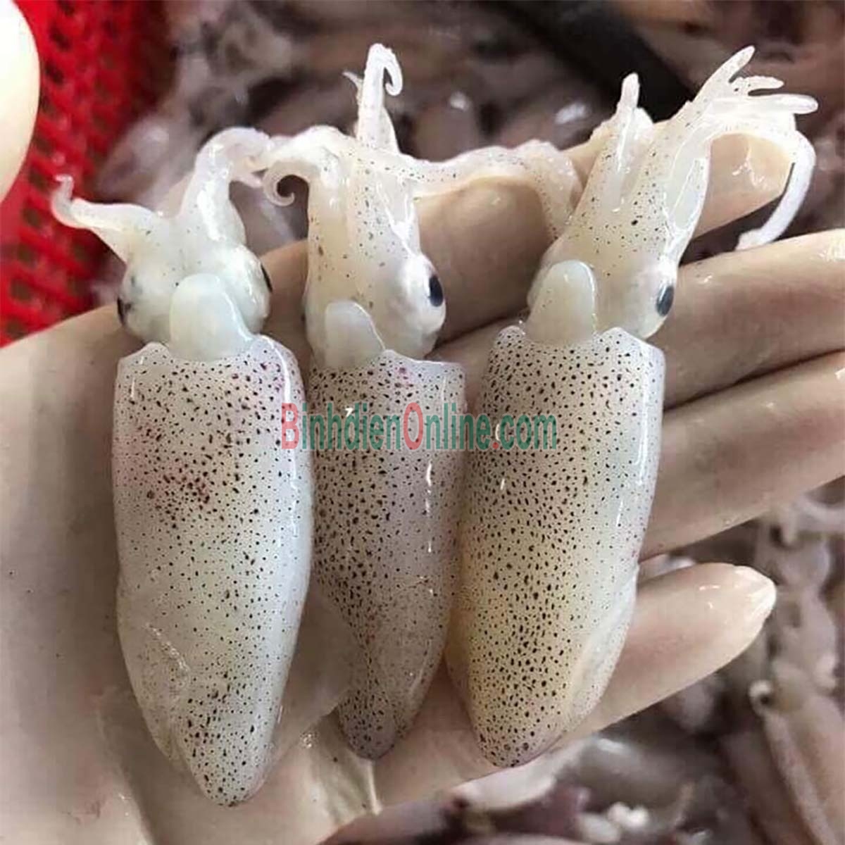 Mực sim đông lạnh ngon tuyệt Loại trung Xuất xứ Nghệ An