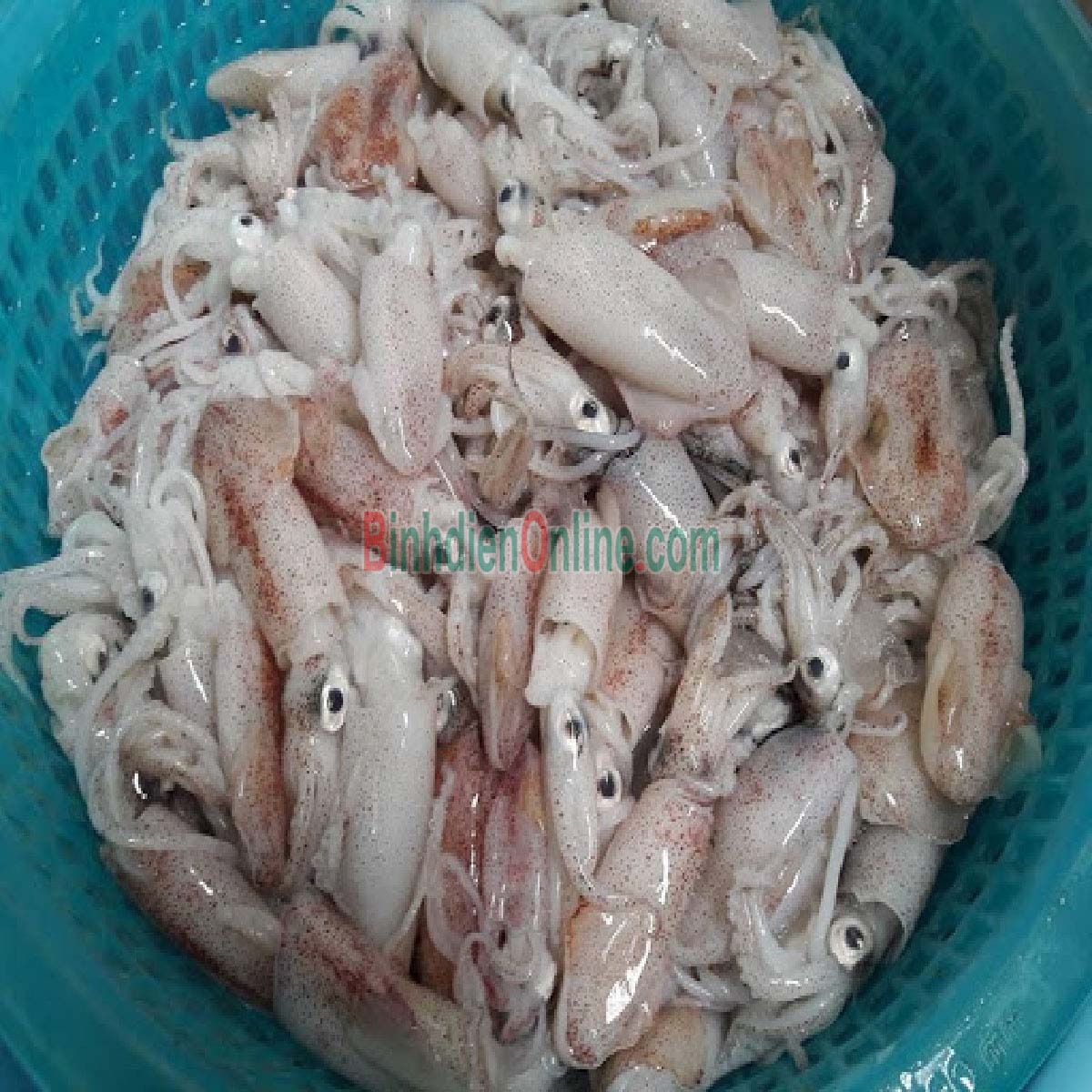 Mực sim tươi sống bổ dưỡng Loại lớn Xuất xứ Khánh Hòa
