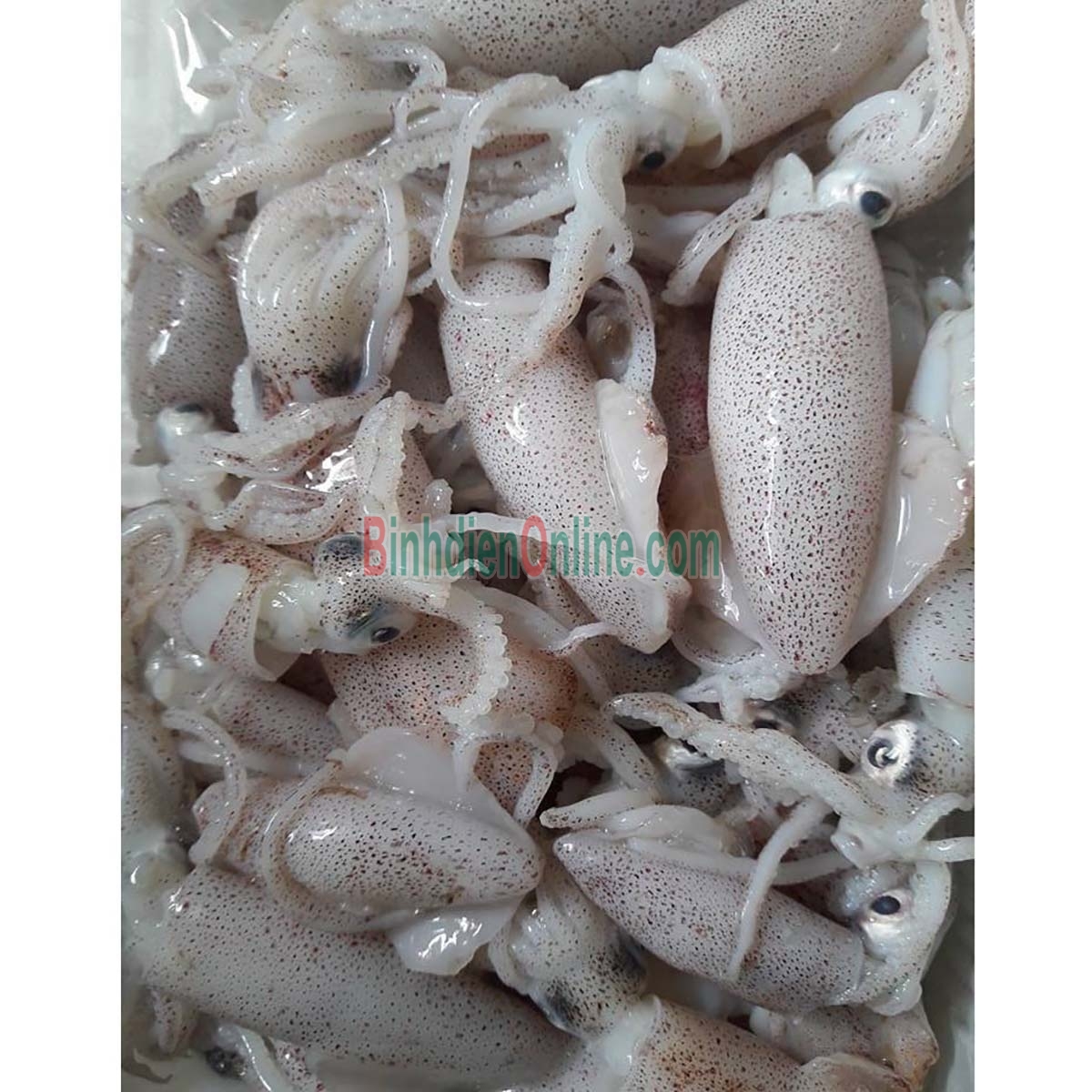 Mực sim tươi sống loại 1 giá tốt Loại lớn Xuất xứ Bình Thuận
