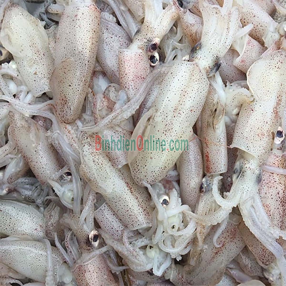 Mực sim tươi sống loại 1 giá tốt Loại lớn Xuất xứ Nghệ An