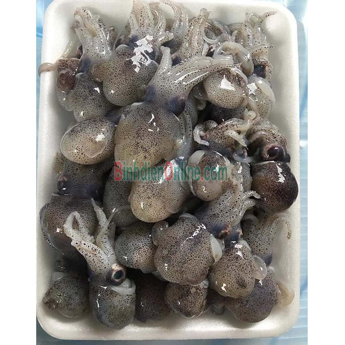 Mực sim tươi sống loại 1 giá tốt Loại nhỏ Xuất xứ Kiên Giang