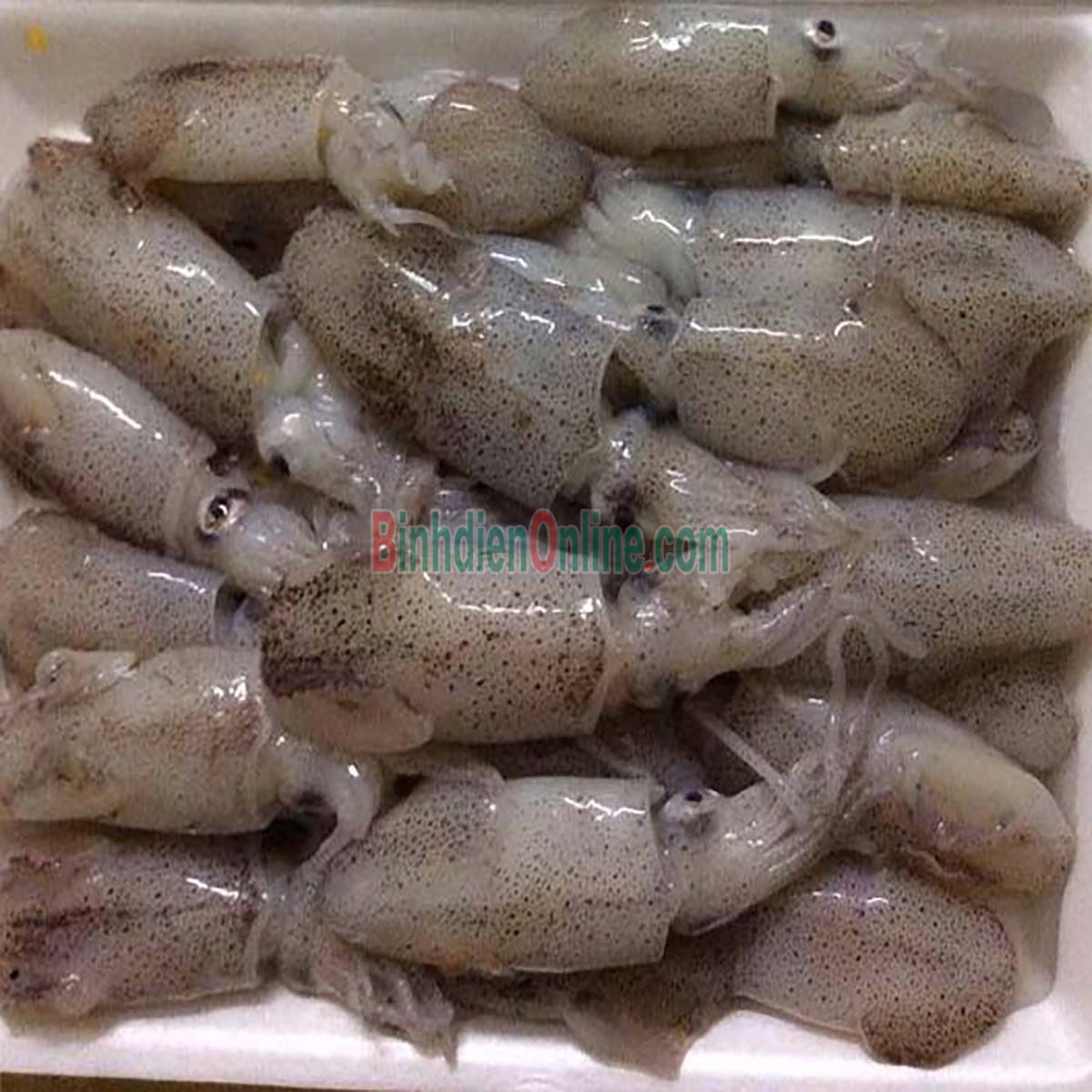 Mực sim tươi sống bổ dưỡng Loại nhỏ Xuất xứ Khánh Hòa