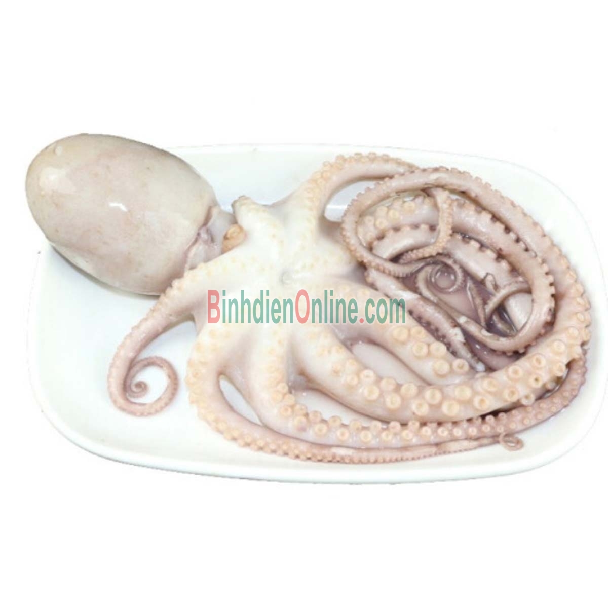 Bạch tuộc tươi ngon, chất lượng 6-8 con/kg Xuất xứ Bình Thuận
