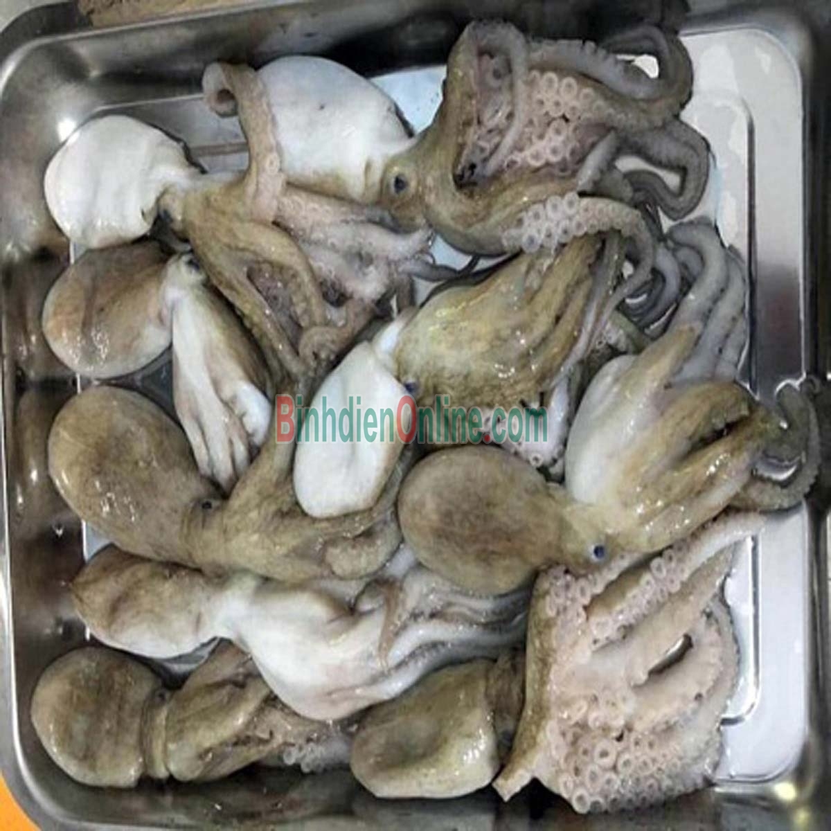 Bạch tuộc tươi sống vừa đánh bắt 6-8 con/kg Xuất xứ Bình Thuận