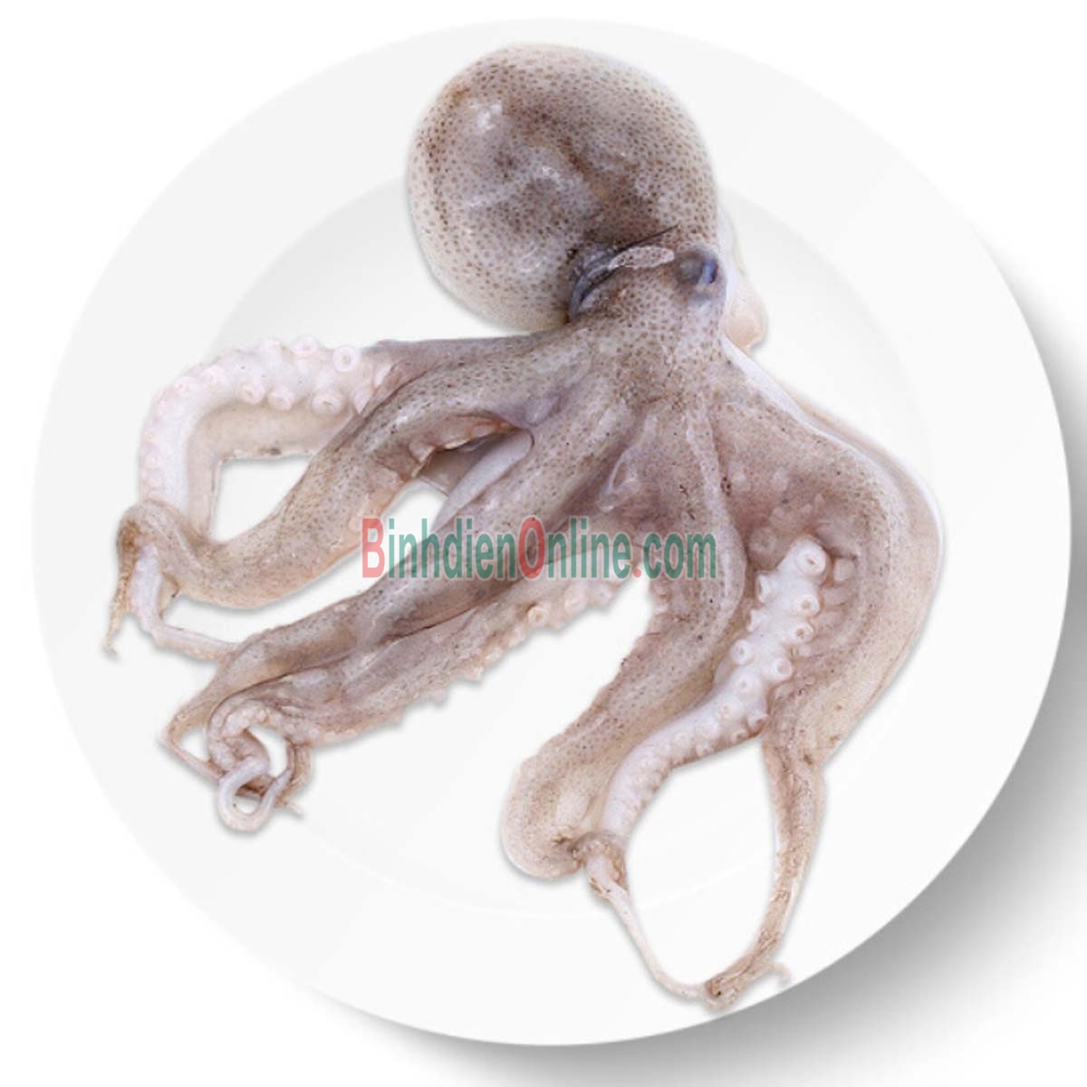 Bạch tuộc tươi sống vừa đánh bắt 0,6-0,8 kg/con Xuất xứ Cà Mau