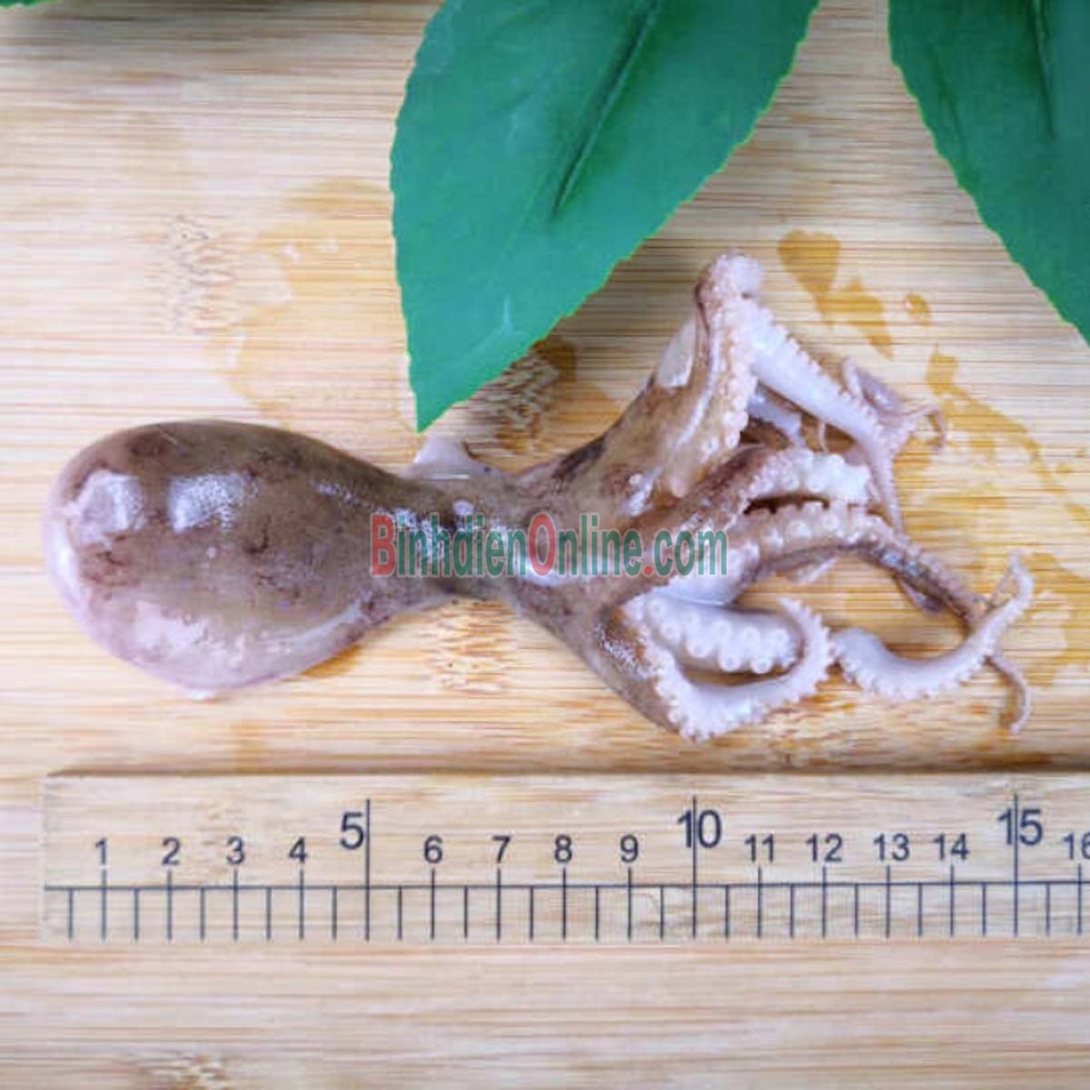 Bạch tuộc tươi sống giá tốt 10-15 con/kg Xuất xứ Cà Mau