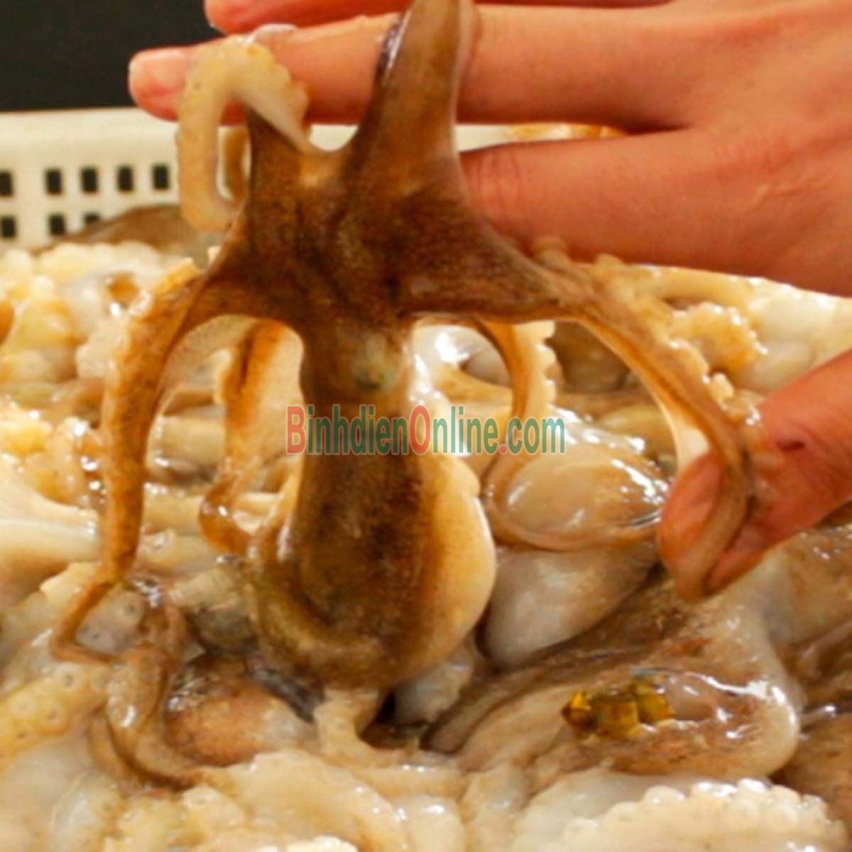 Bạch tuộc tươi sống vừa đánh bắt 8-10 con/kg Xuất xứ Bình Thuận