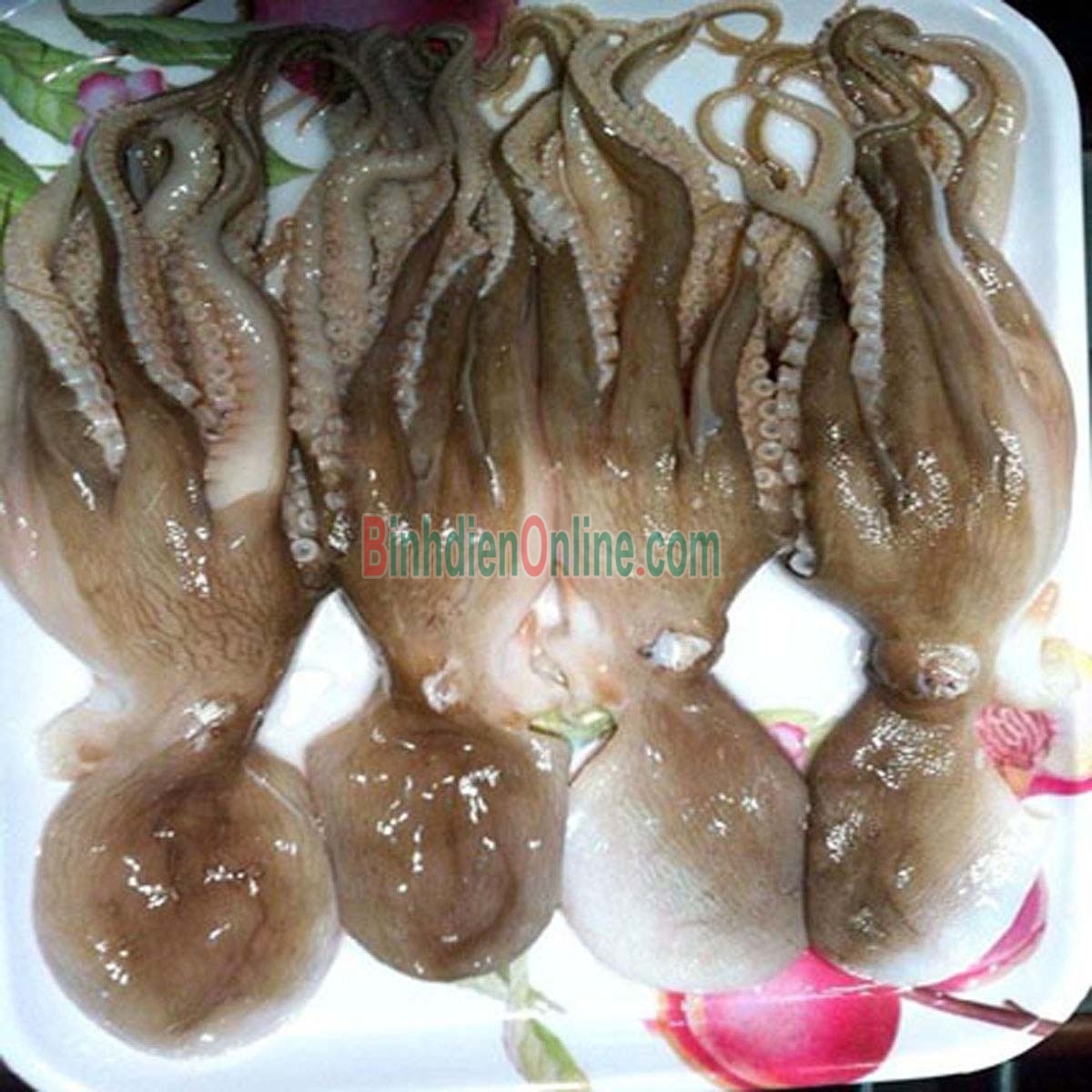 Bạch tuộc tươi sống giá tốt 0,6-0,8 kg/con Xuất xứ Khánh Hòa