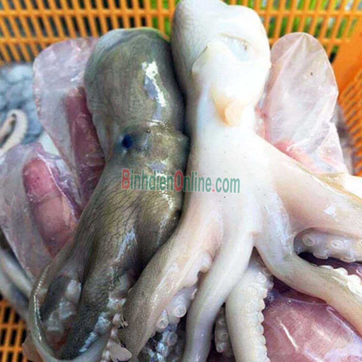 Bạch tuộc tươi sống giá tốt 0,6-0,8 kg/con Xuất xứ Vũng Tàu