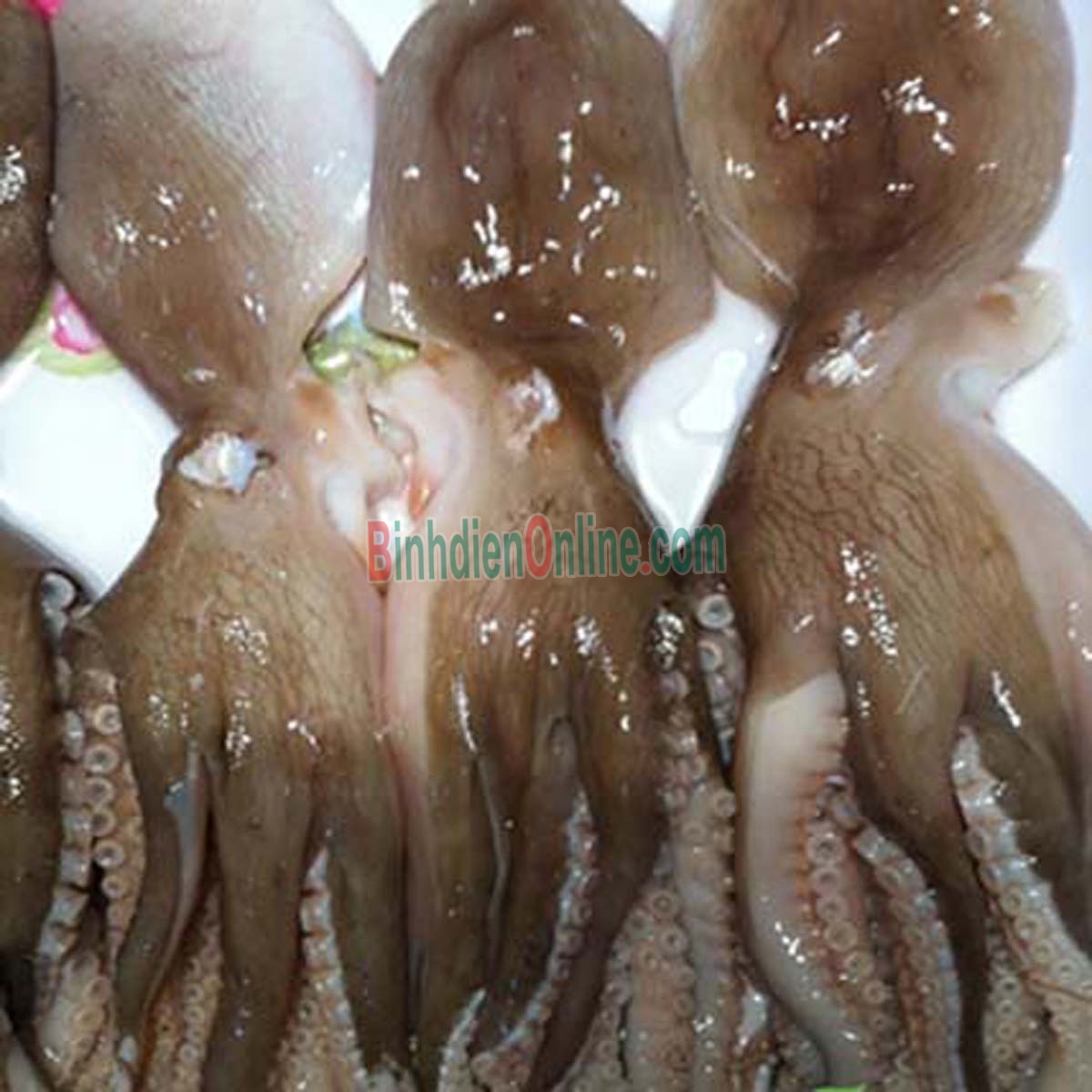 Bạch tuộc tươi sống giá tốt 0,6-0,8 kg/con Xuất xứ Cà Mau