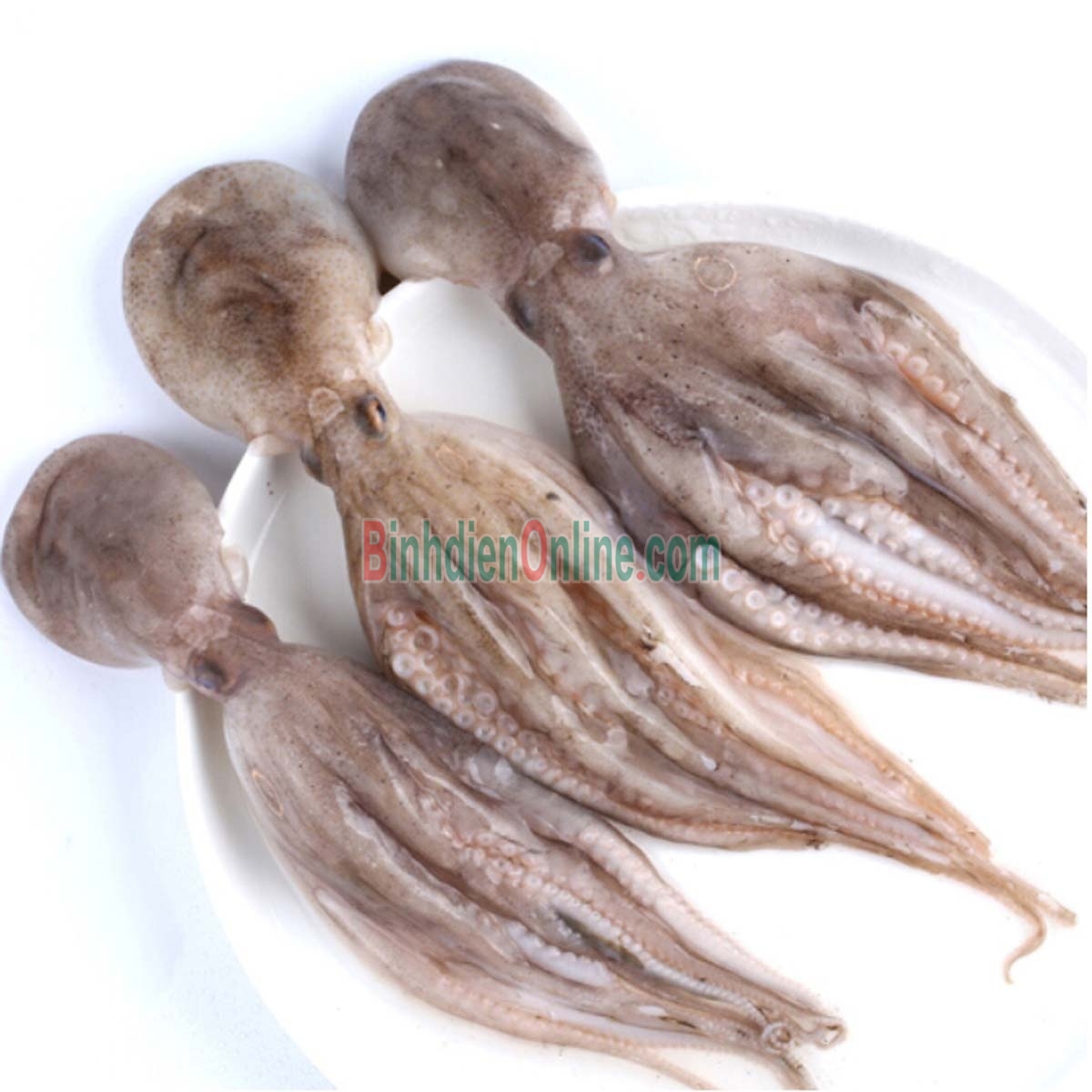 Bạch tuộc tươi sống vừa đánh bắt 10-15 con/kg Xuất xứ Bình Thuận