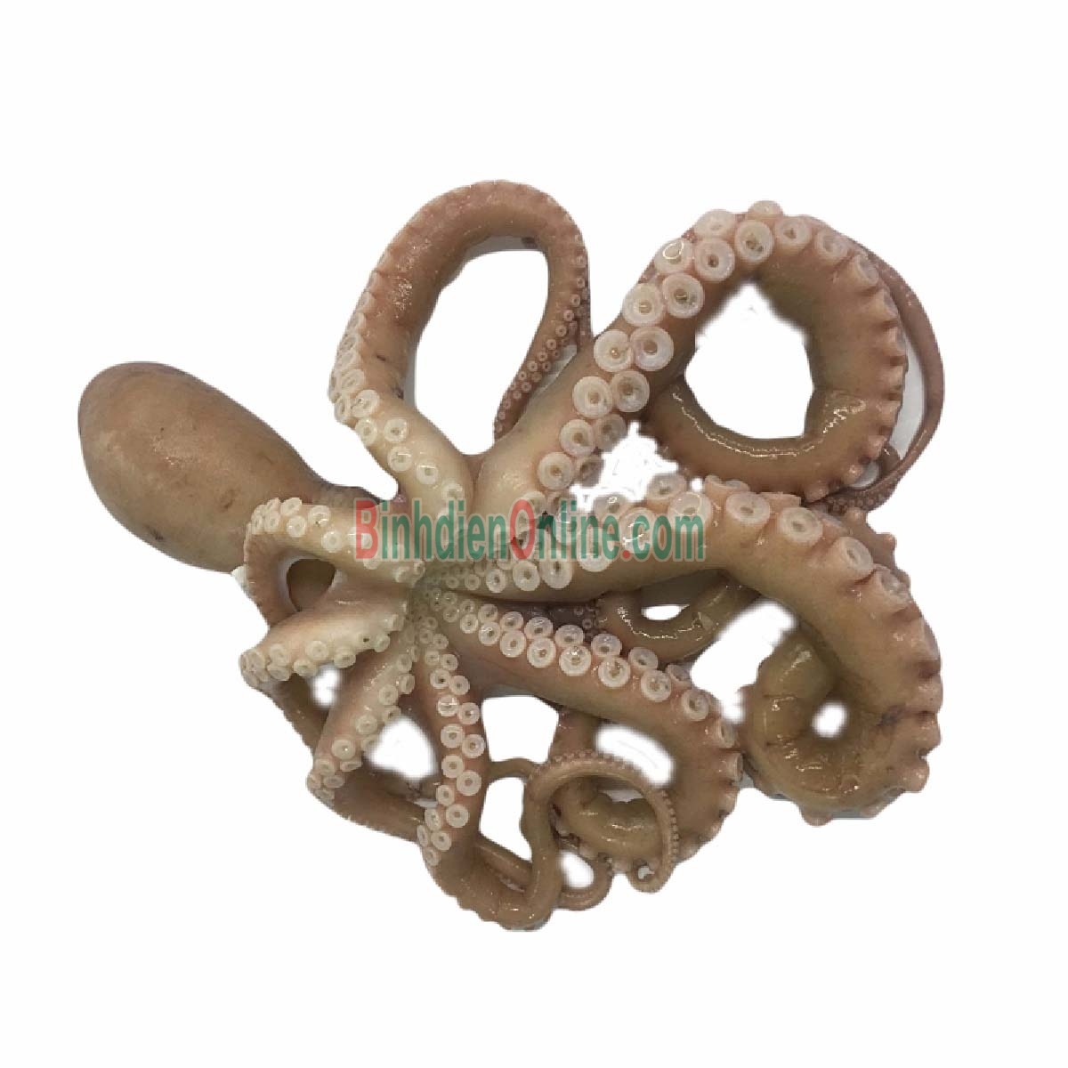 Bạch tuộc tươi sống vừa đánh bắt 6-8 con/kg Xuất xứ Kiên Giang