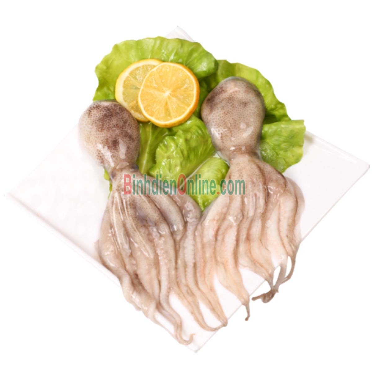 Bạch tuộc tươi sống giá tốt 4-6 con/kg Xuất xứ Bình Thuận