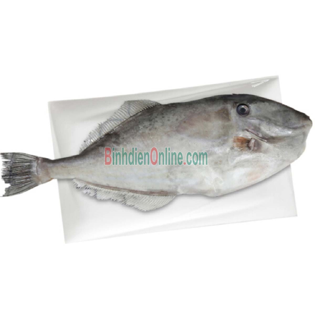 Cá bò da đã lột da làm sạch đông lạnh loại 1 1-1,5 kg/con Xuất xứ Vũng Tàu