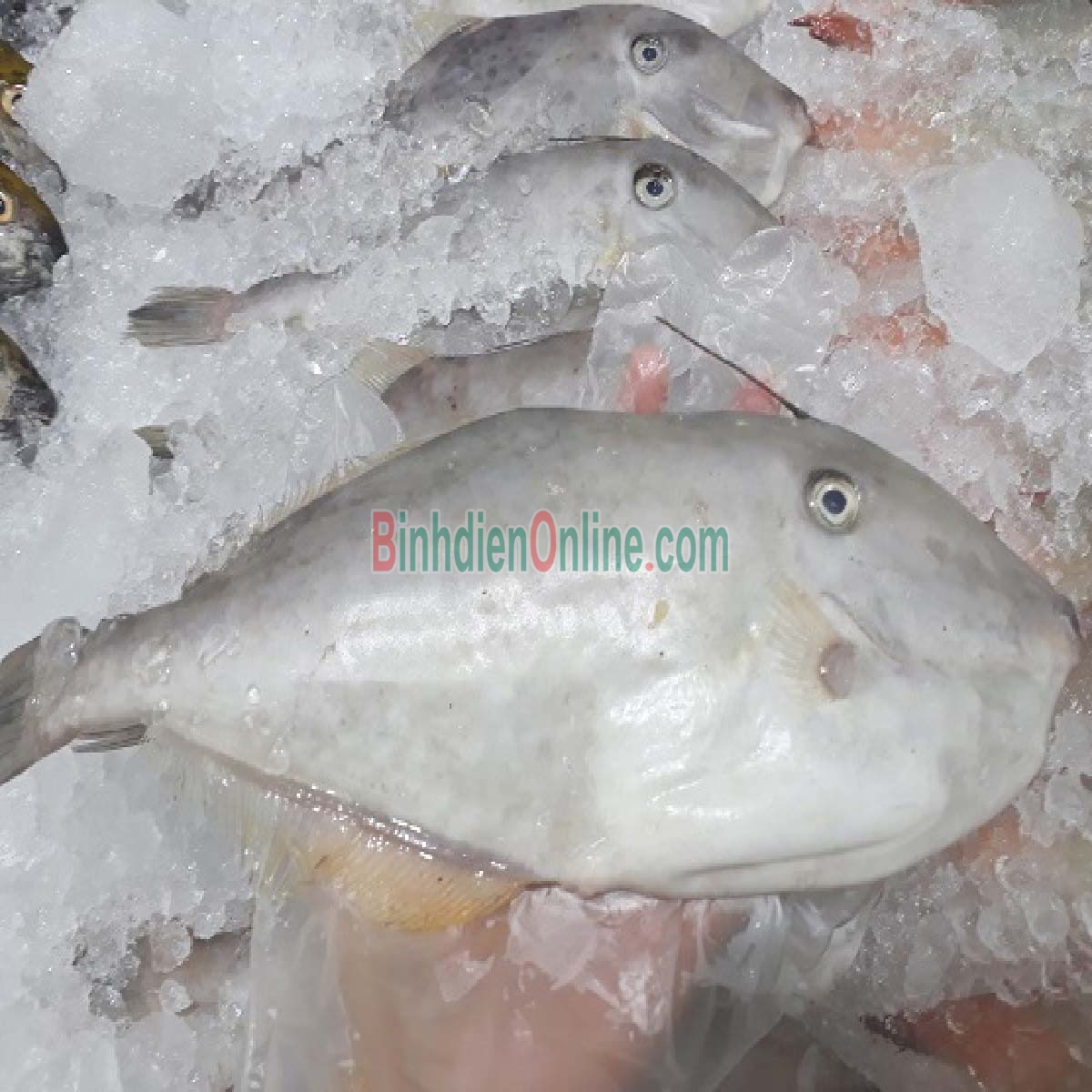 Cá bò da đã lột da làm sạch đông lạnh chất lượng 1-1,5 kg/con Xuất xứ Khánh Hòa
