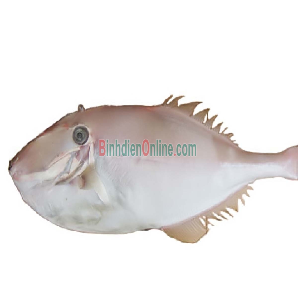 Cá bò da tươi đã lột da làm sạch giá tốt 1-1,5 kg/con Xuất xứ Tiền Giang