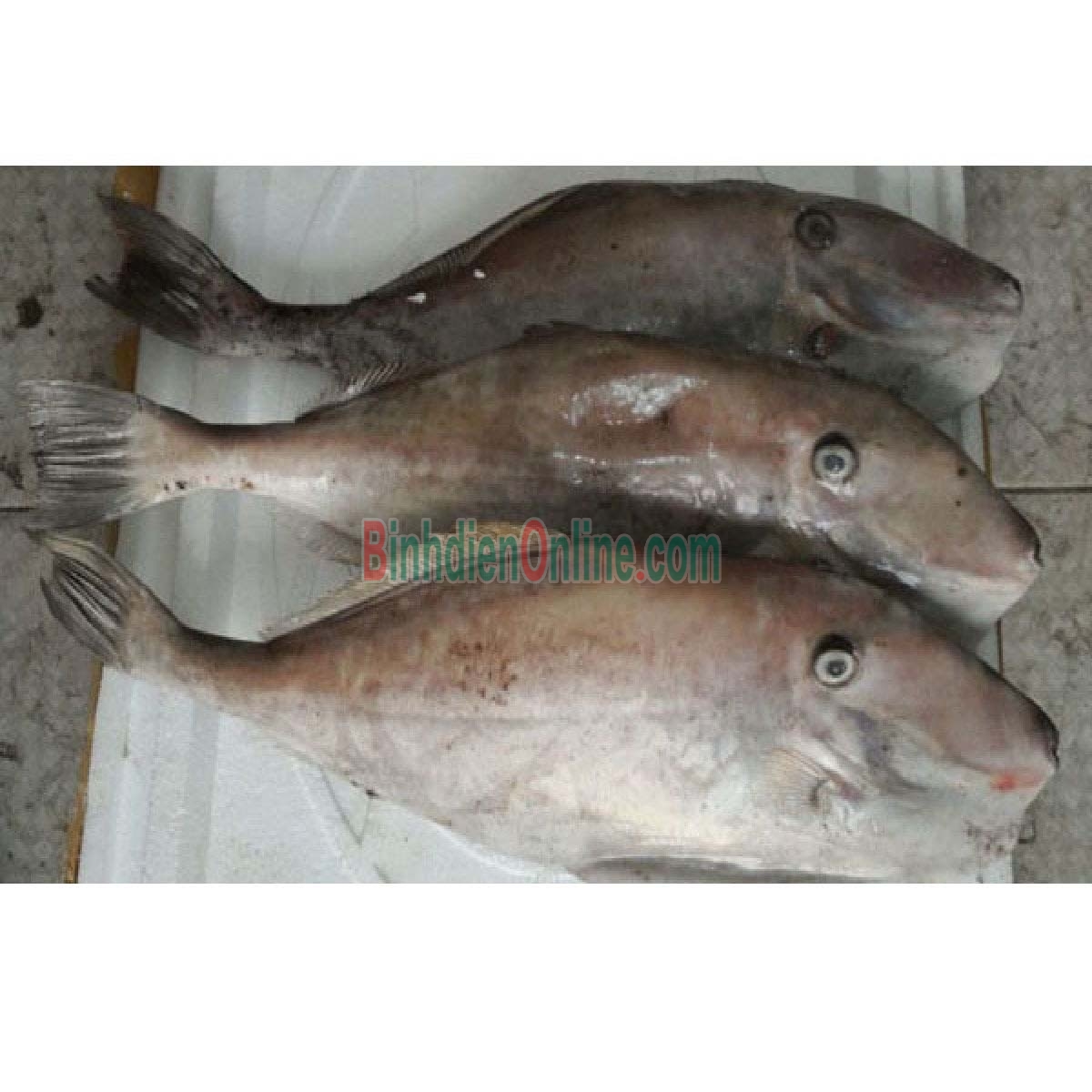 Cá bò da tươi đã lột da làm sạch giá tốt 0,5-1 kg/con Xuất xứ Khánh Hòa