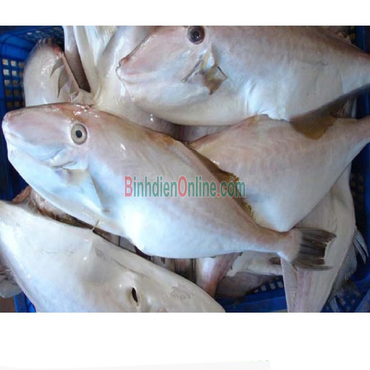 Cá bò da tươi đã lột da làm sạch giá tốt 1-1,5 kg/con Xuất xứ Khánh Hòa