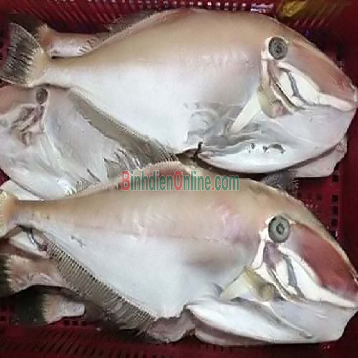 Cá bò da tươi đã lột da làm sạch loại 1 1-1,5 kg/con Xuất xứ Bình Thuận