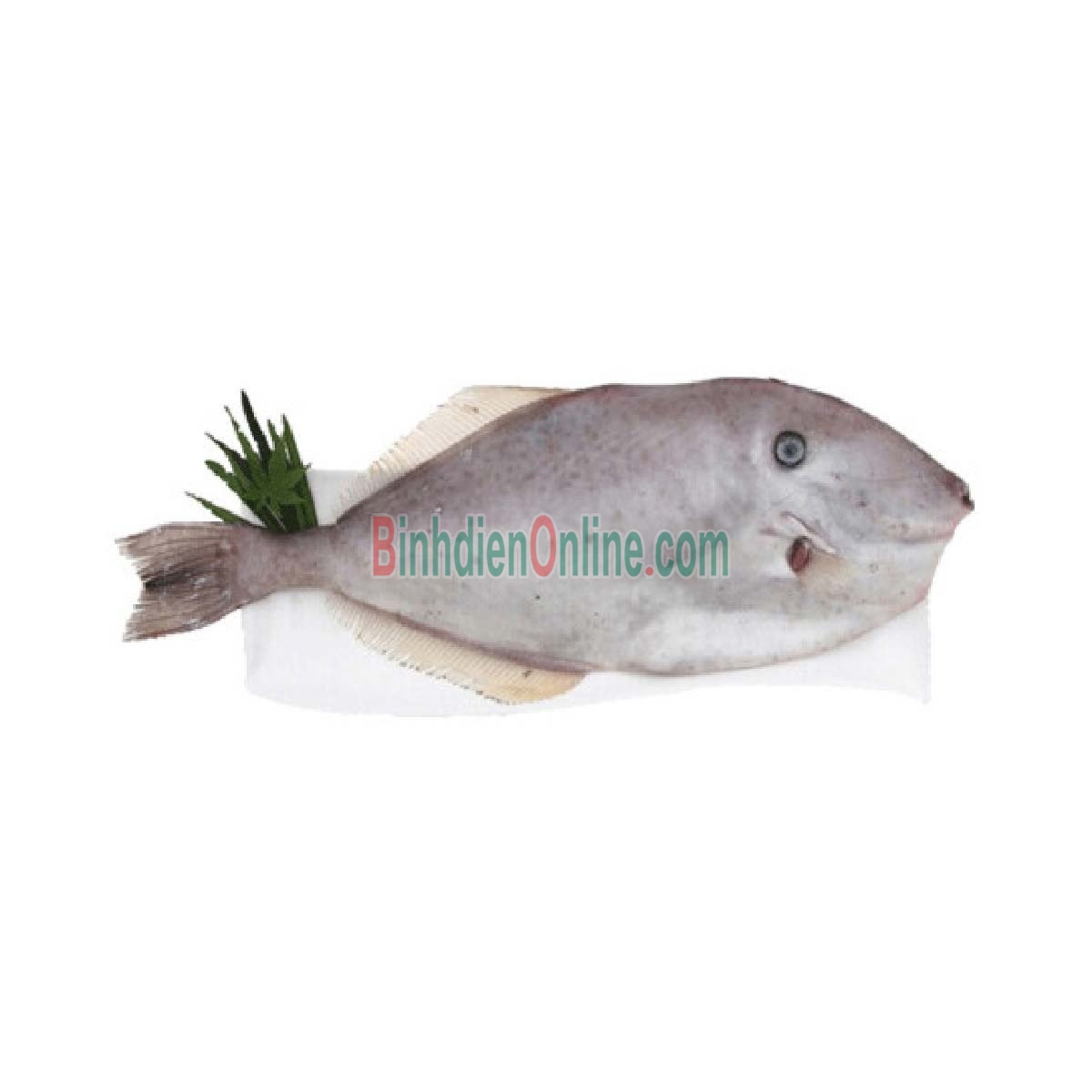 Cá bò da đã lột da làm sạch đông lạnh loại 1 0,5-1 kg/con Xuất xứ Khánh Hòa