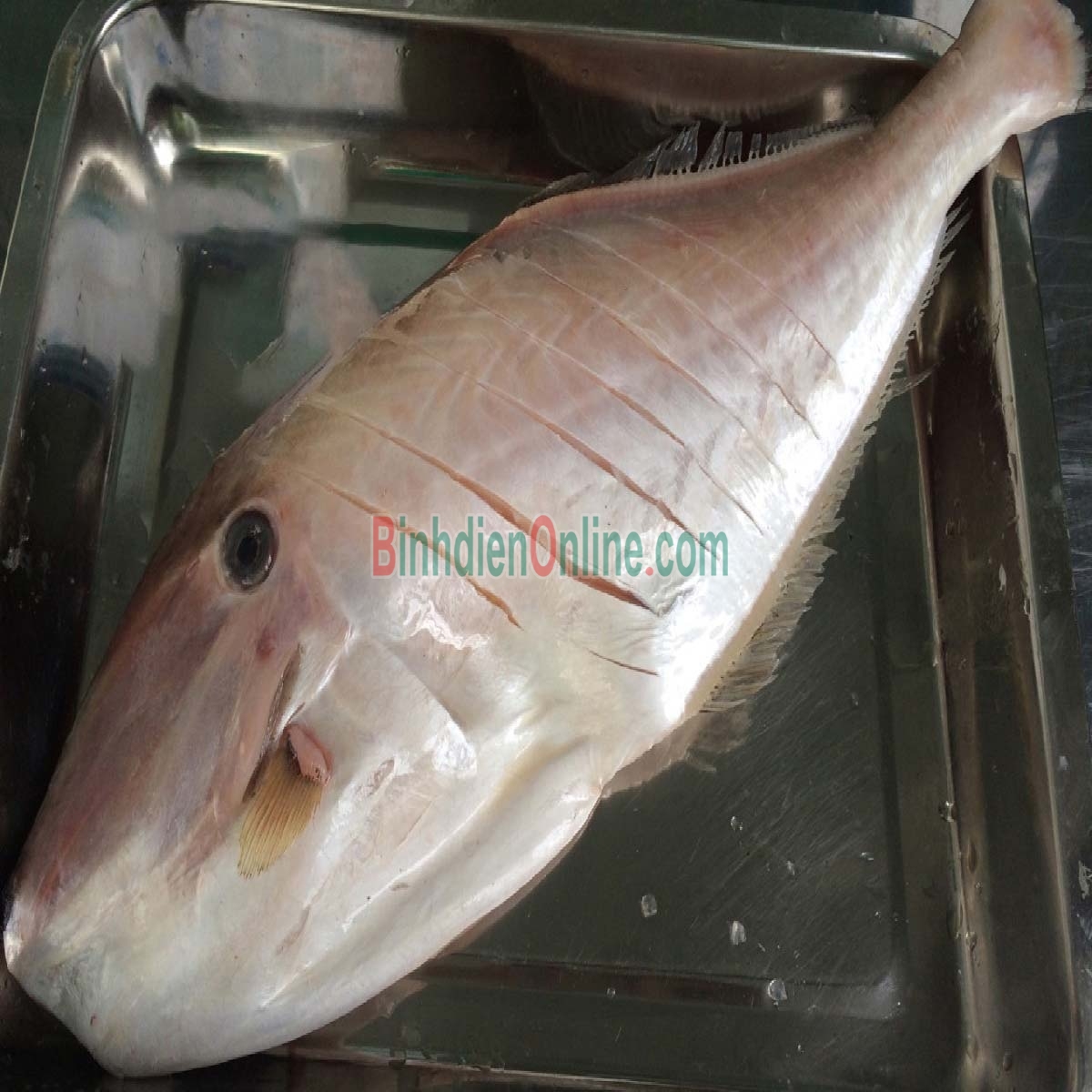 Cá bò da tươi đã lột da làm sạch loại 1 0,5-1 kg/con Xuất xứ Kiên Giang