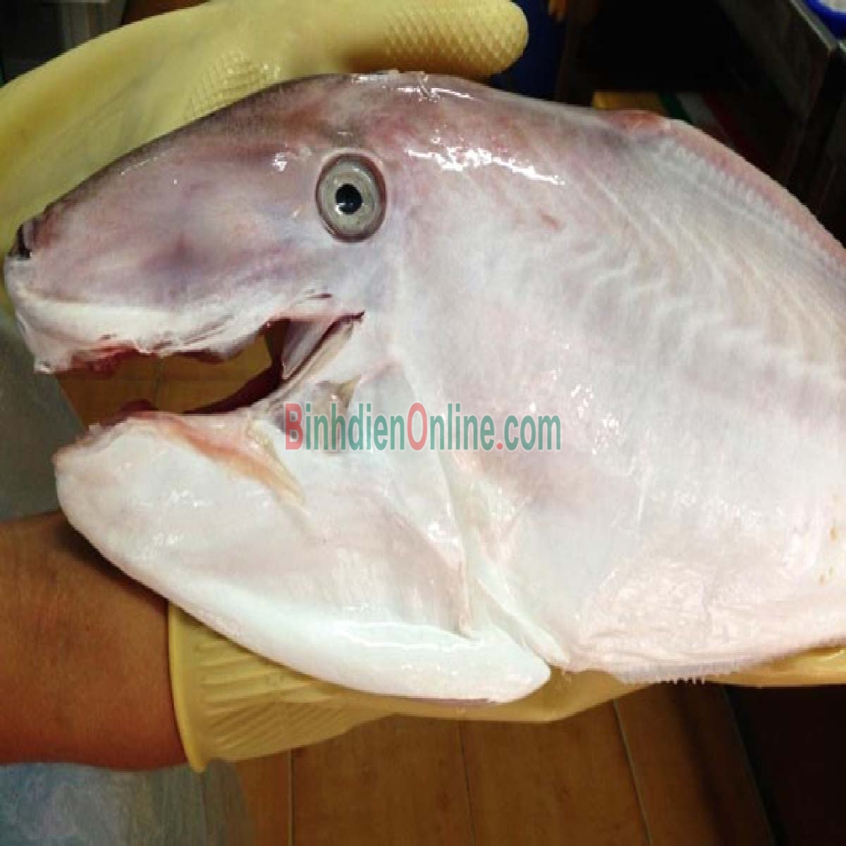 Cá bò da tươi đã lột da làm sạch giá tốt 1,5-2 kg/con Xuất xứ Tiền Giang