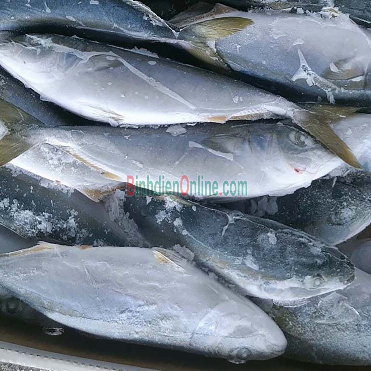 Cá cam nguyên con đã làm sạch giá tốt 1,5-2 kg/con Xuất xứ Bạc Liêu