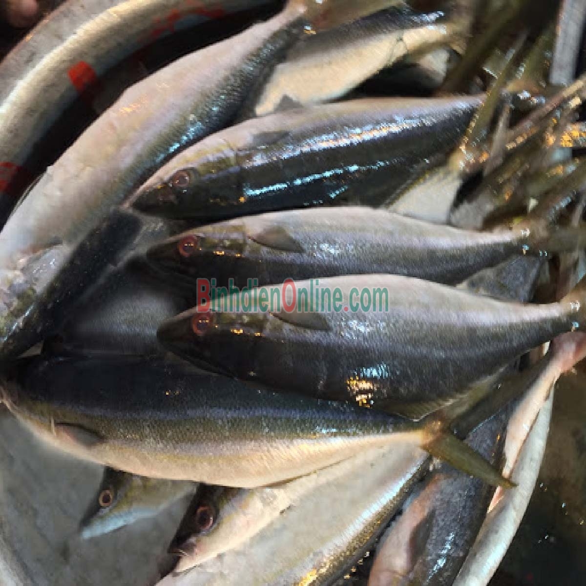 Cá cam đã làm sạch, tươi rói và an toàn 1-1,5 kg/con Xuất xứ Tiền Giang