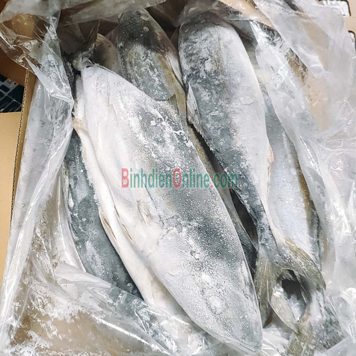Cá cam nguyên con đã làm sạch giá tốt 1-1,5 kg/con Xuất xứ Bạc Liêu