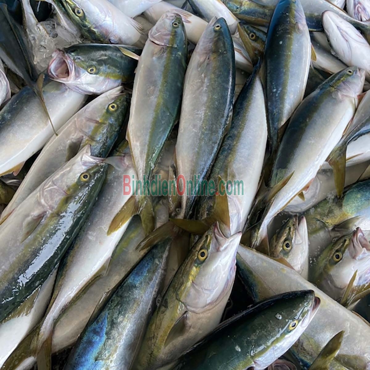 Cá cam đã làm sạch, tươi rói và an toàn 1-1,5 kg/con Xuất xứ Vũng Tàu