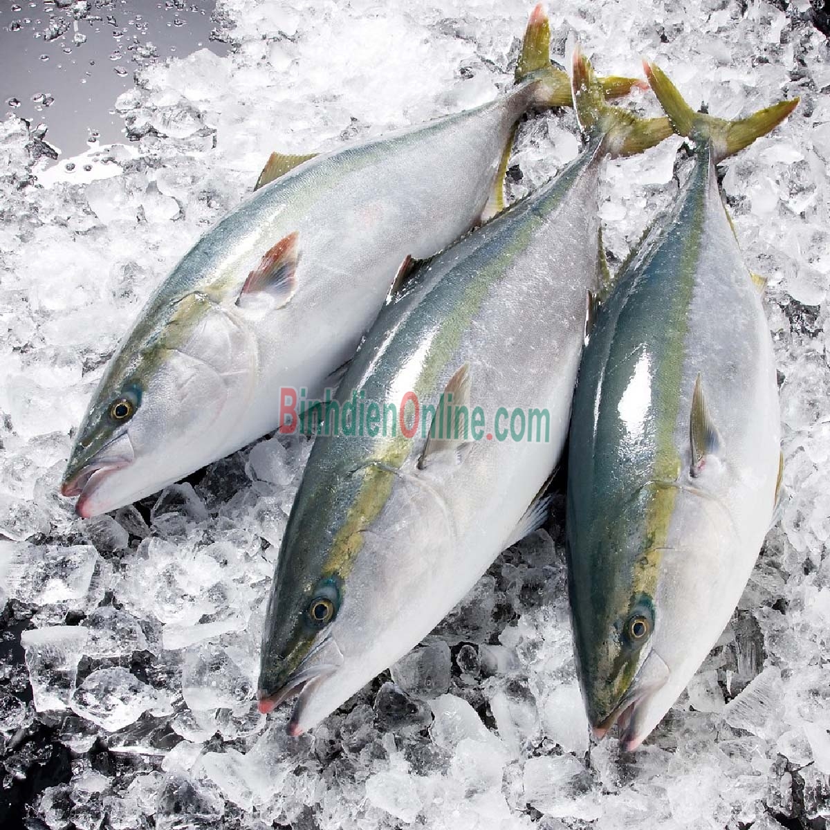 Cá cam tươi đánh bắt từ thiên nhiên giá tốt 1-1,5 kg/con Xuất xứ Khánh Hòa