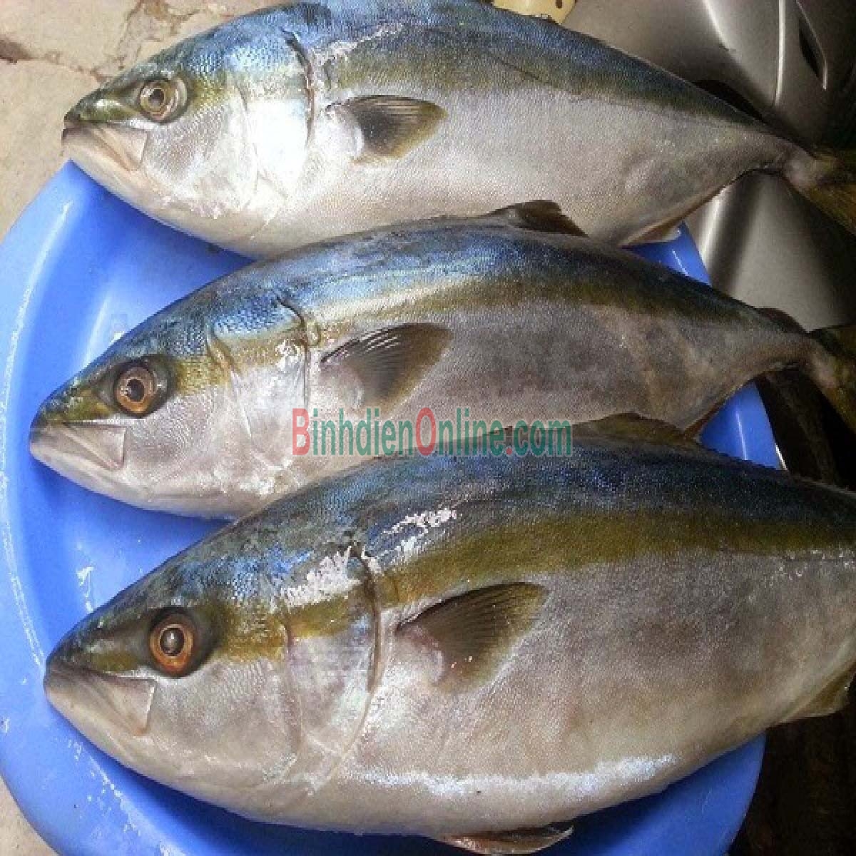 Cá cam còn tươi rói đảm bảo an toàn 1-1,5 kg/con Xuất xứ Kiên Giang