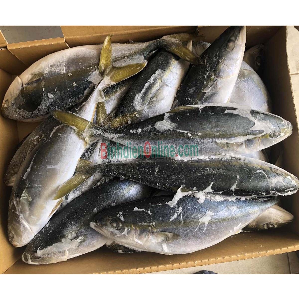 Cá cam nguyên con đã làm sạch giá tốt 1,5-2 kg/con Xuất xứ Kiên Giang